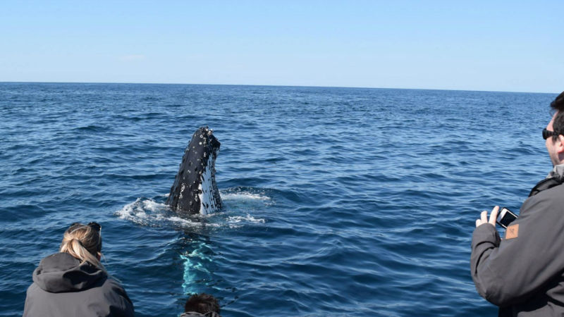 Join Ocean extreme for Sydney’s most captivating and immersive whale watching experience!